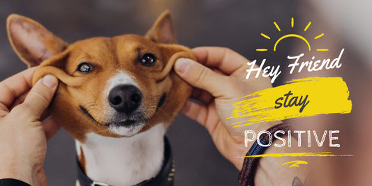 Why do dogs wear diapers?