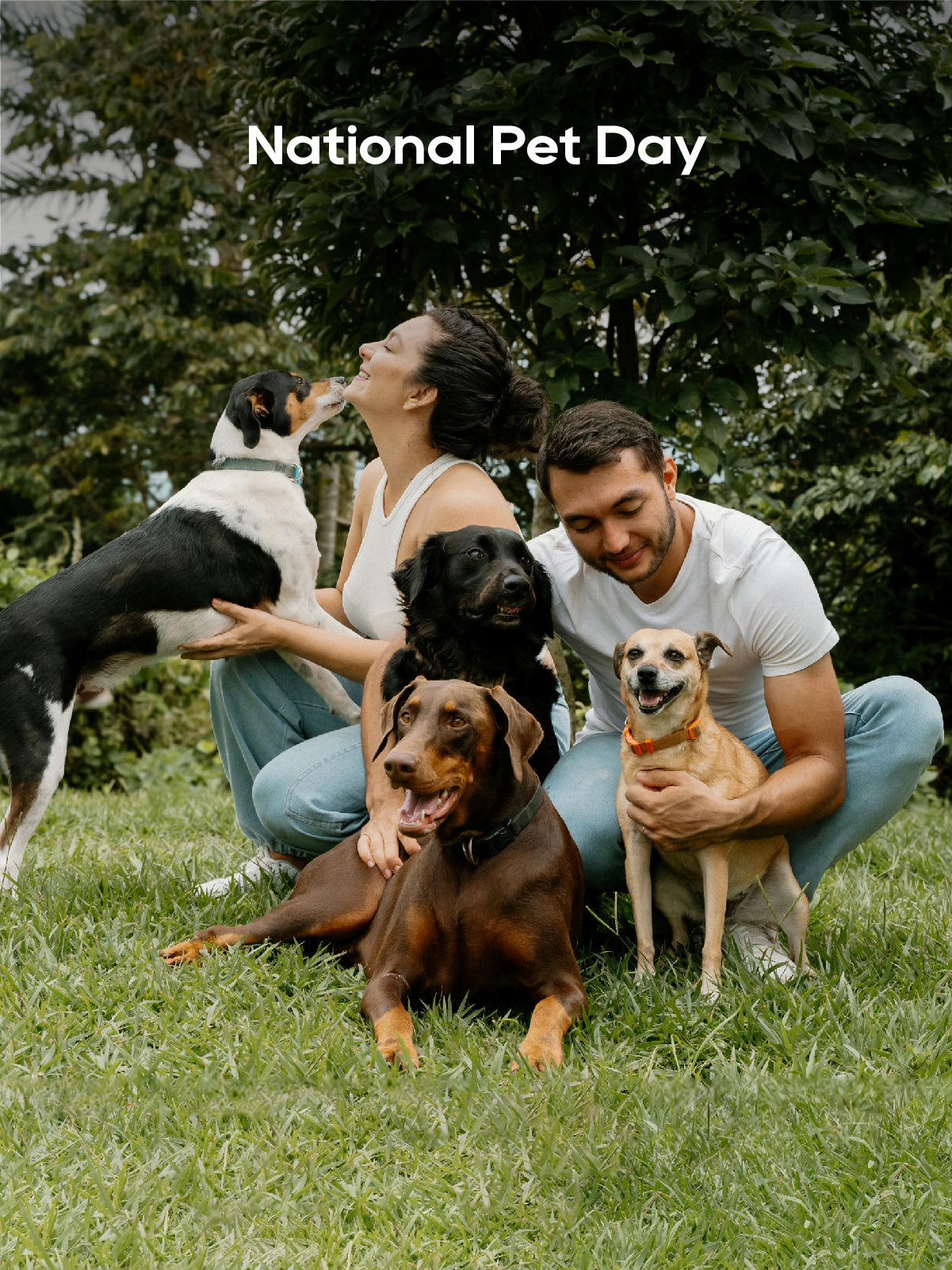 Incontinence in Aging Pets: How Pee Pads Protect Your Home (and Your Sanity)