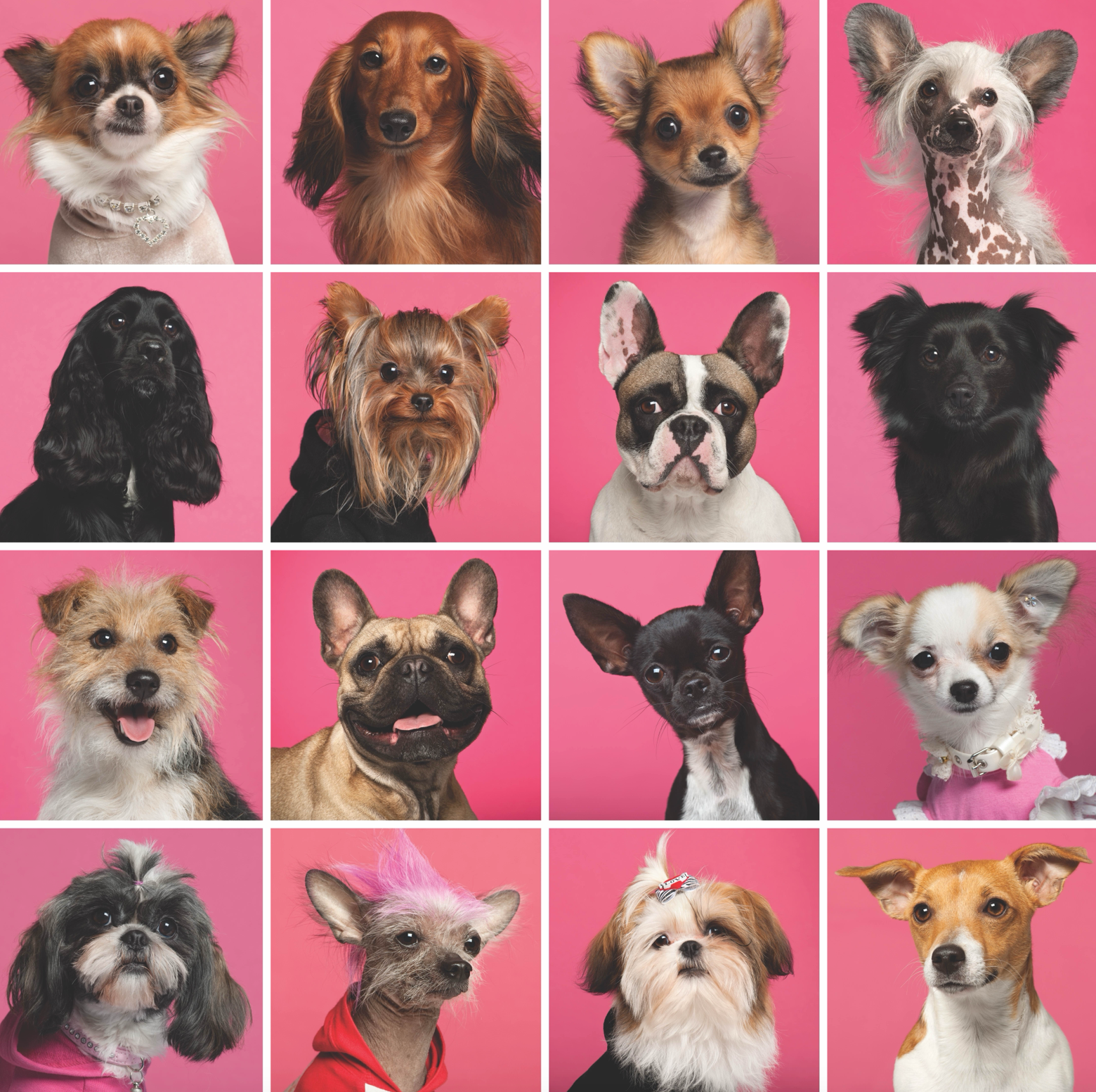 Oops-Proof Your Pupâs Life: 6 Times Dog Diapers Save Your Sanity (and Your Sofa)