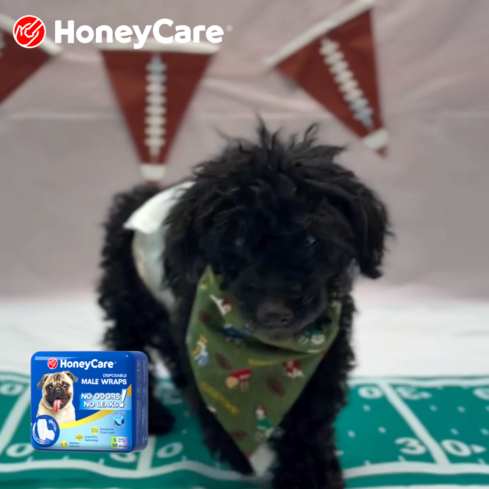 Why Does My Female Dog Mark? 5 Surprising Real Causes