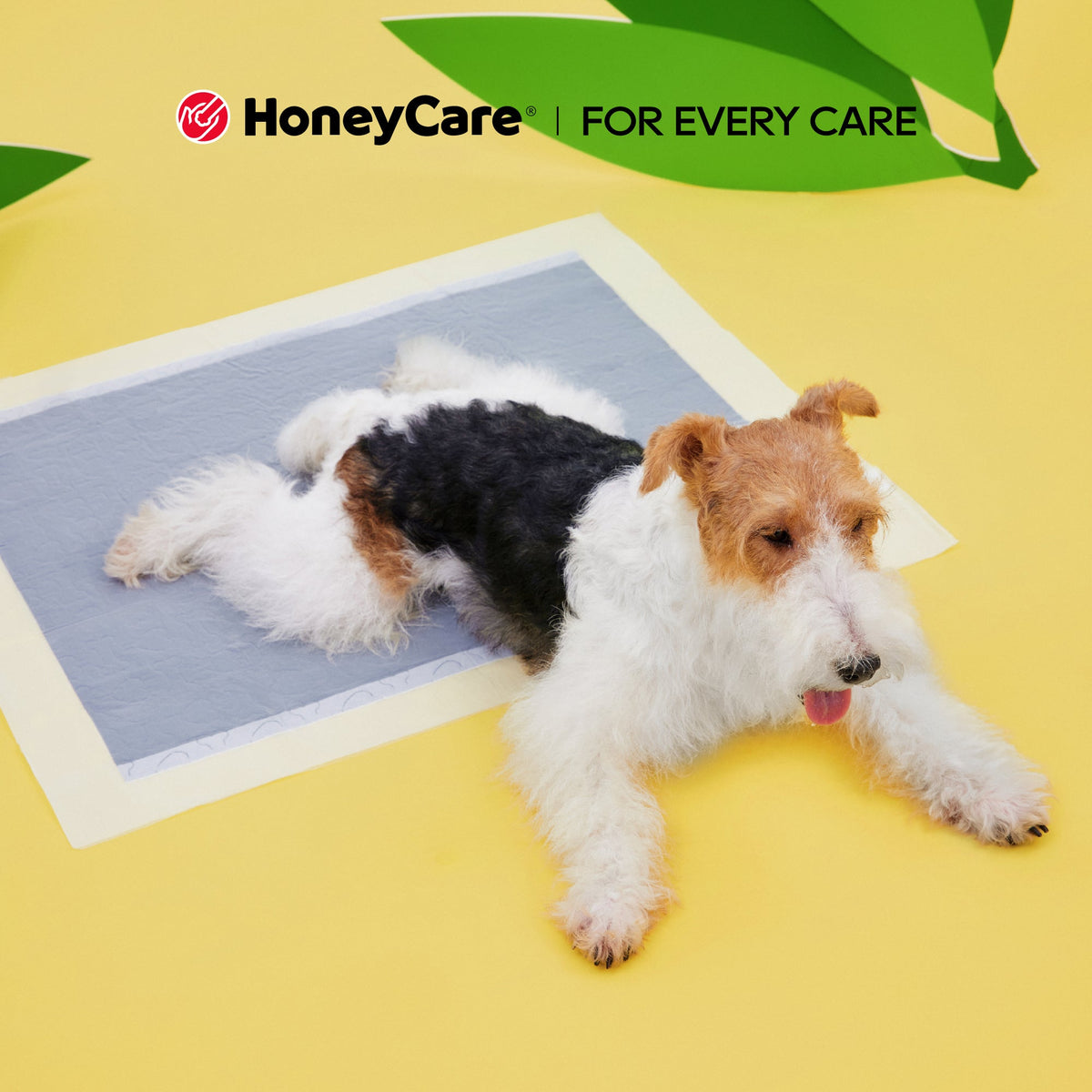 Which Dog Diaper Sizes Shelters Need
