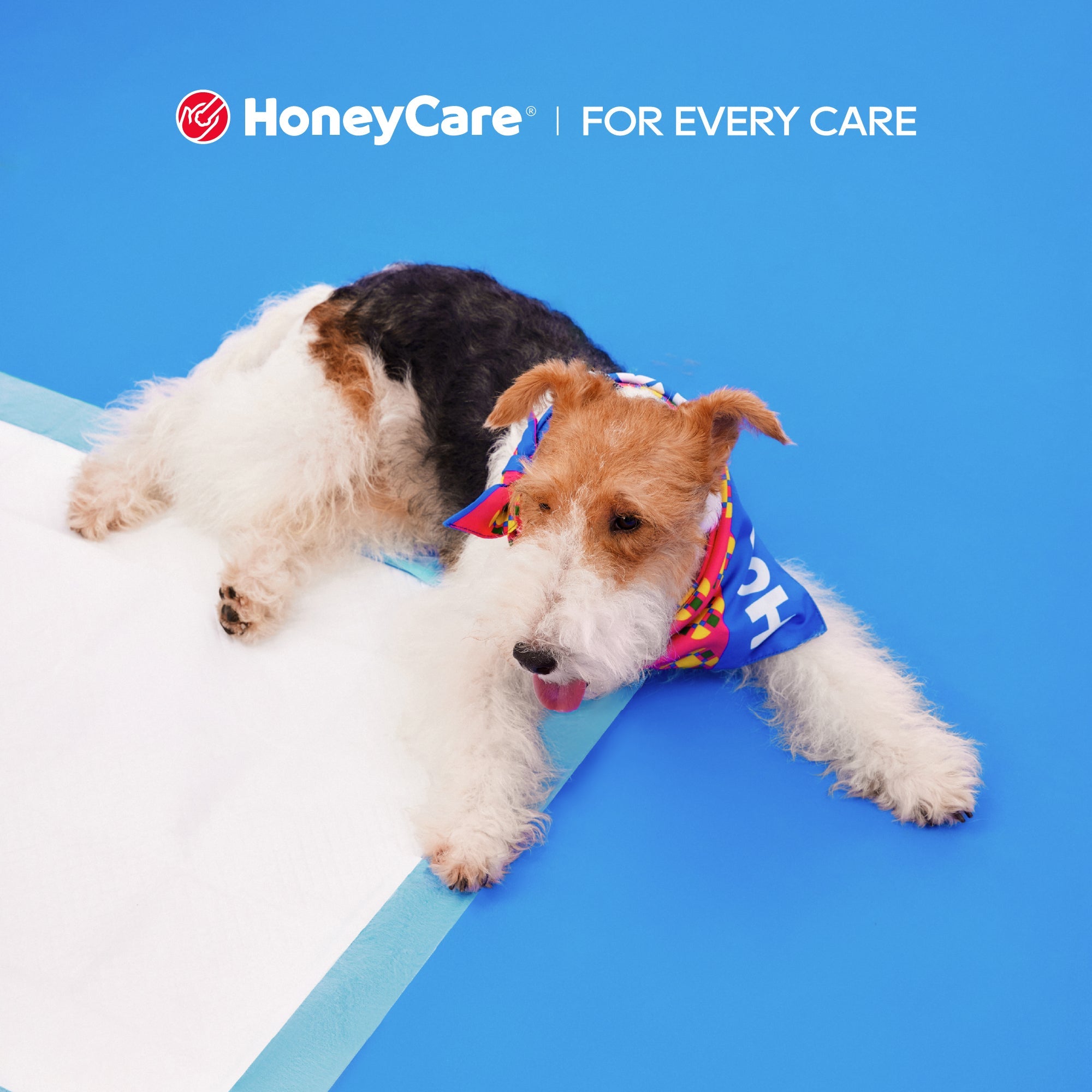 Disposable Male Wraps for Dog Daycare