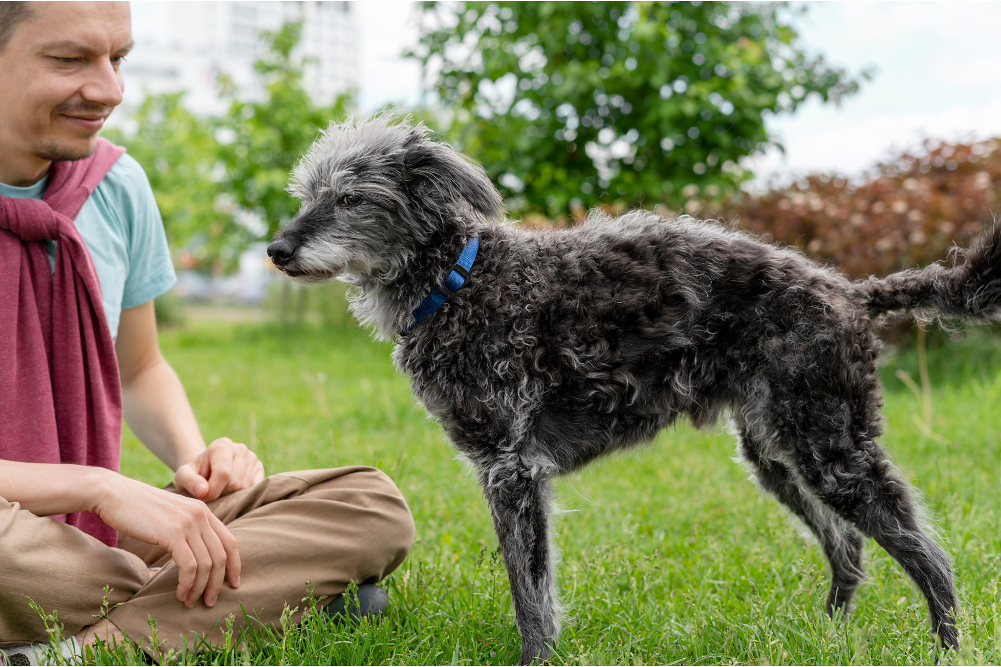 Preventing Kidney Disease in Dogs: The Role of Diet, Hydration, and Nutrition