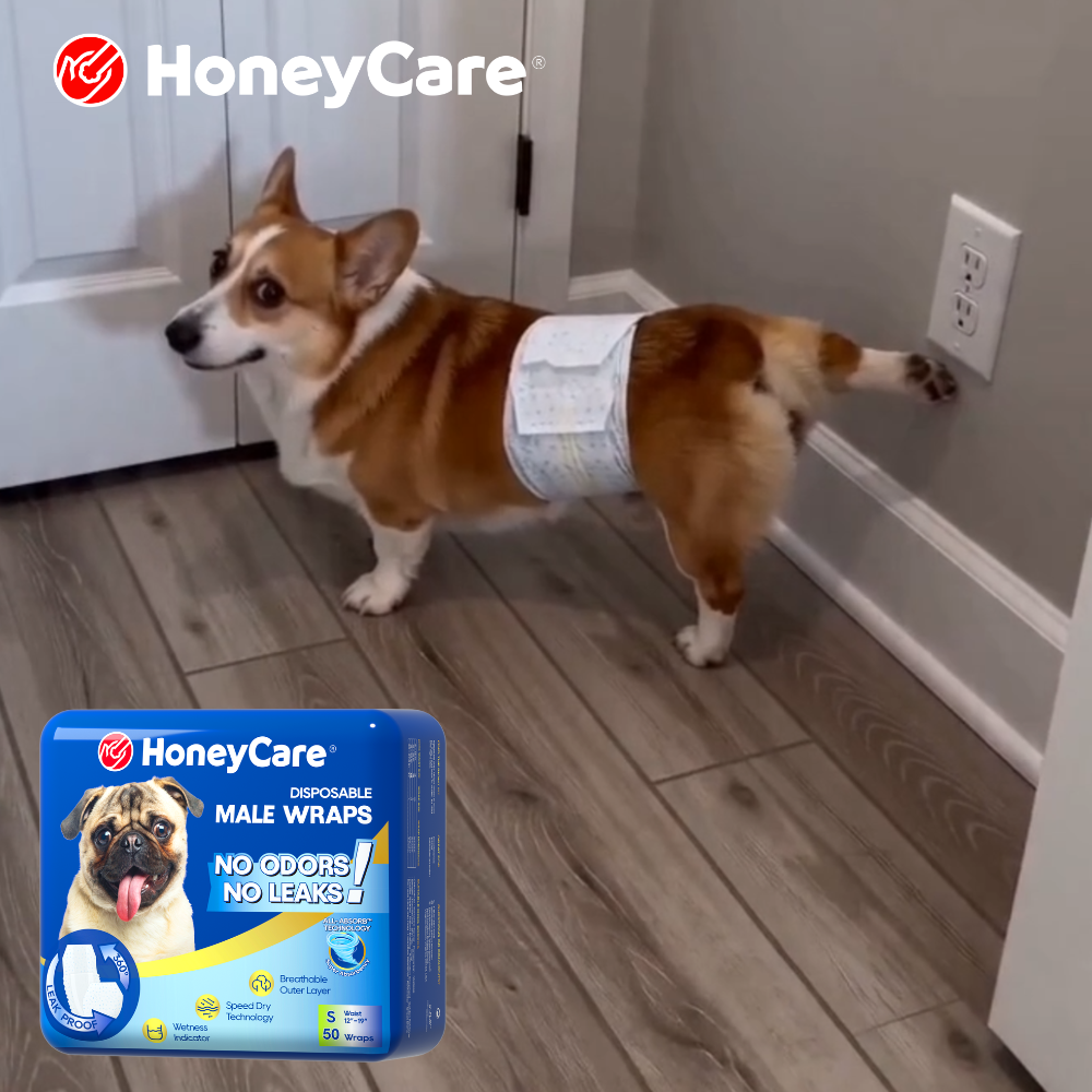 How to Get a Dog to Wear a Belly Band: 7 Easy Steps