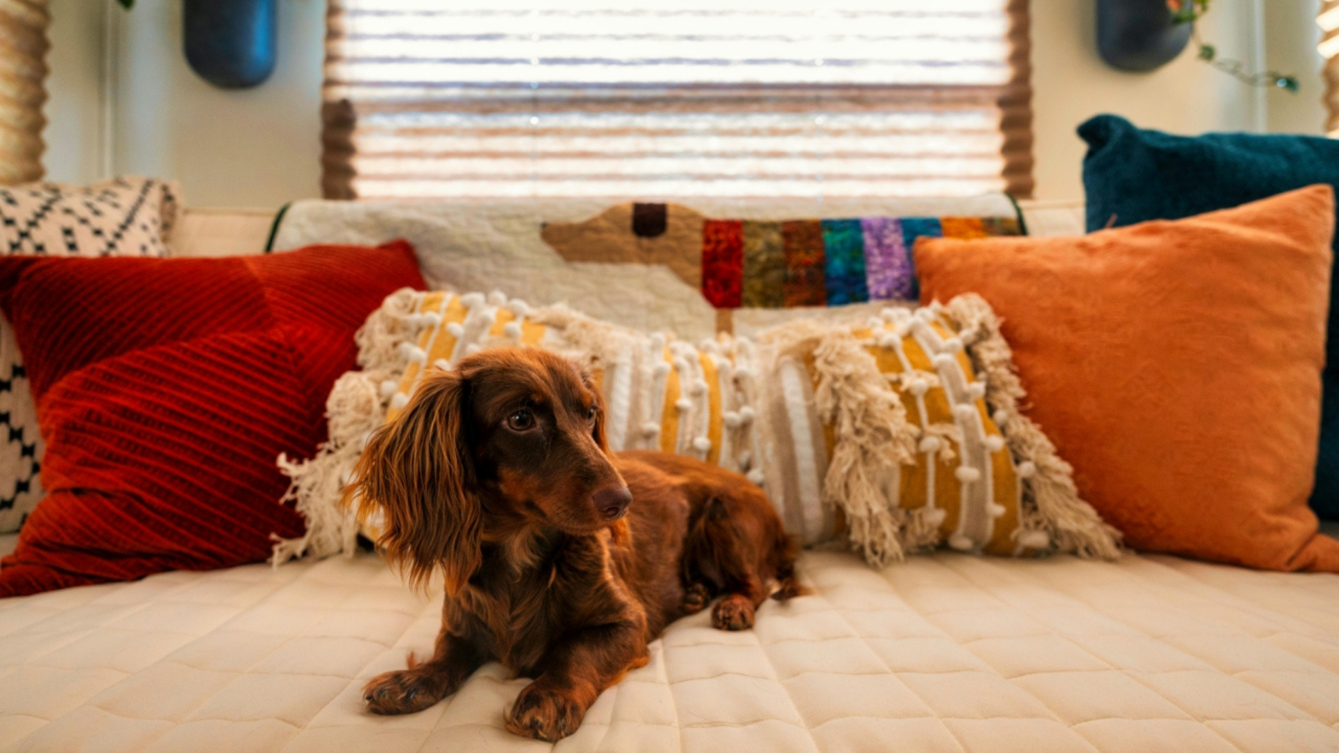 Why Your Dog Suddenly Stops Using Pee Pads: Real Reasons & Fixes