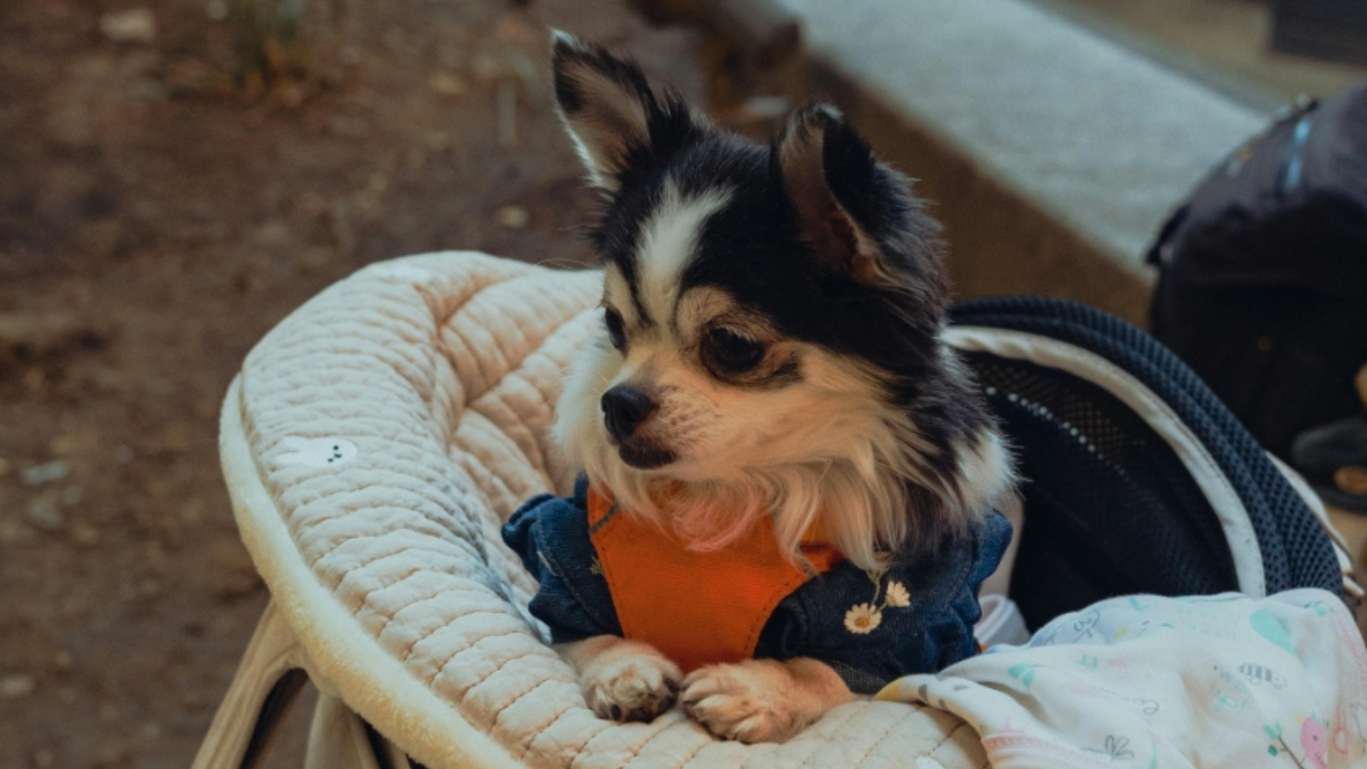 Emergency Pee Pad Training for Dogs: Fast, Gentle, Real Strategies That Work in Stressful Moments