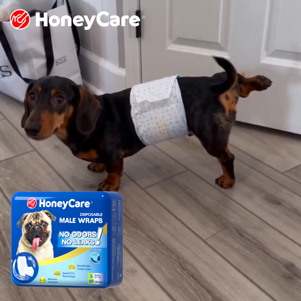 Dog Marking in Apartment: 7 Urgent Steps to Save Your Lease