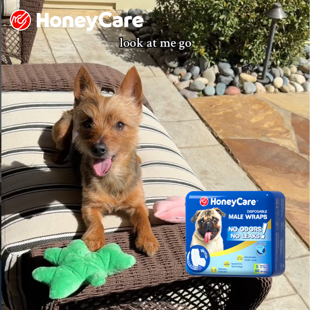 Dog Marks When Guests Come Over: 7 Proven Fixes to Stop It Fast