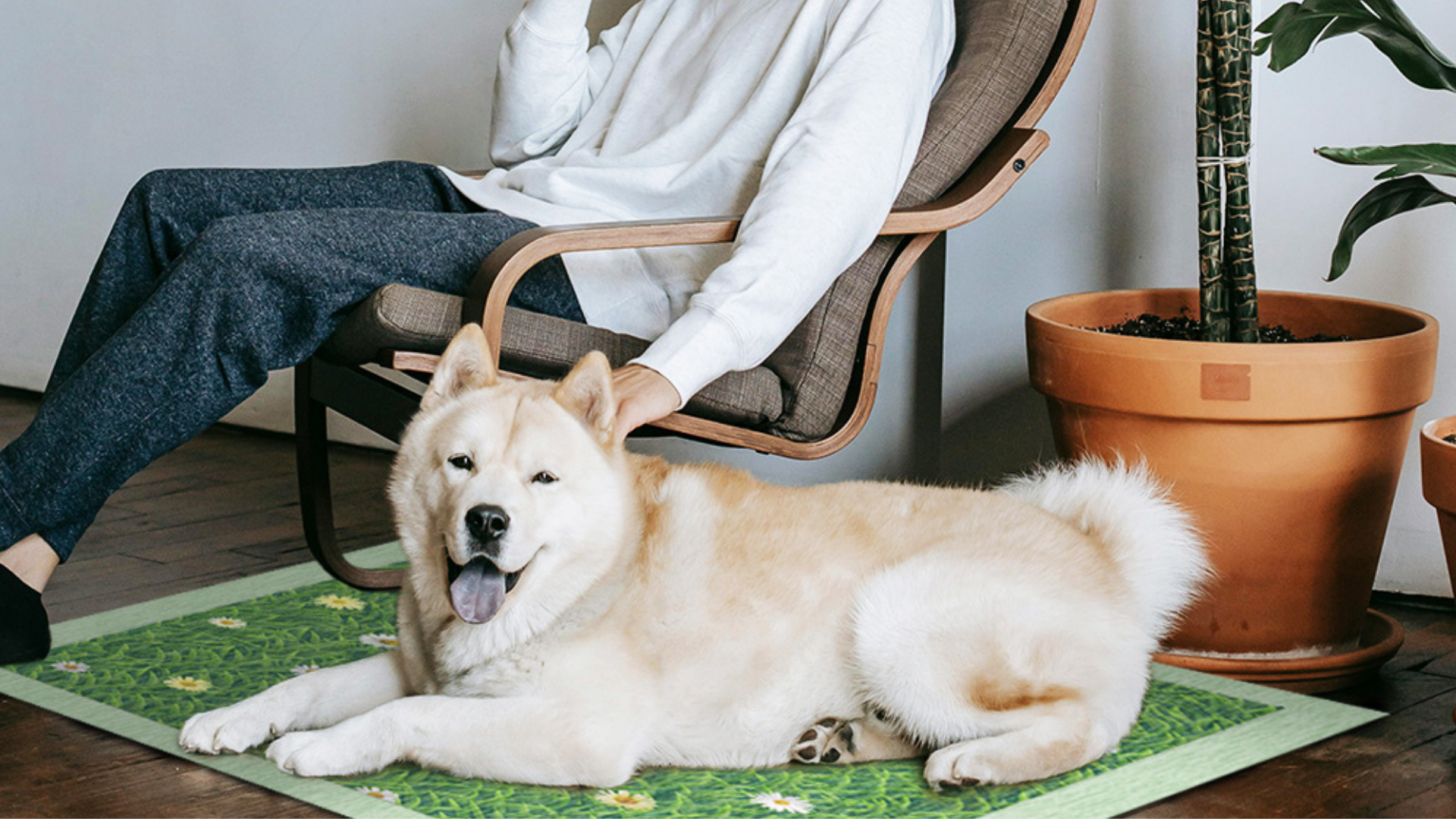 Does Long-Term Pee Pad Use Affect Outdoor Potty Training?