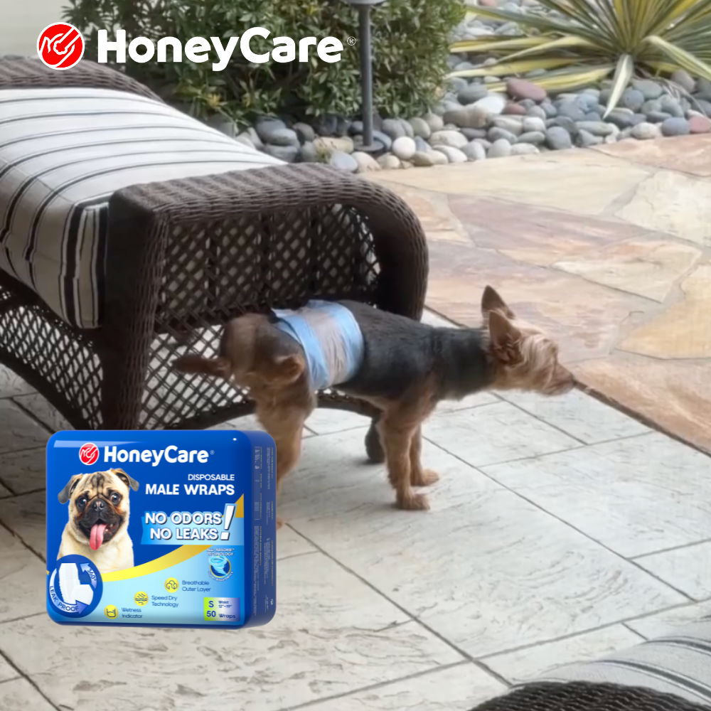 Puppy Marking Inside House How to Stop: 8 Fast Fixes