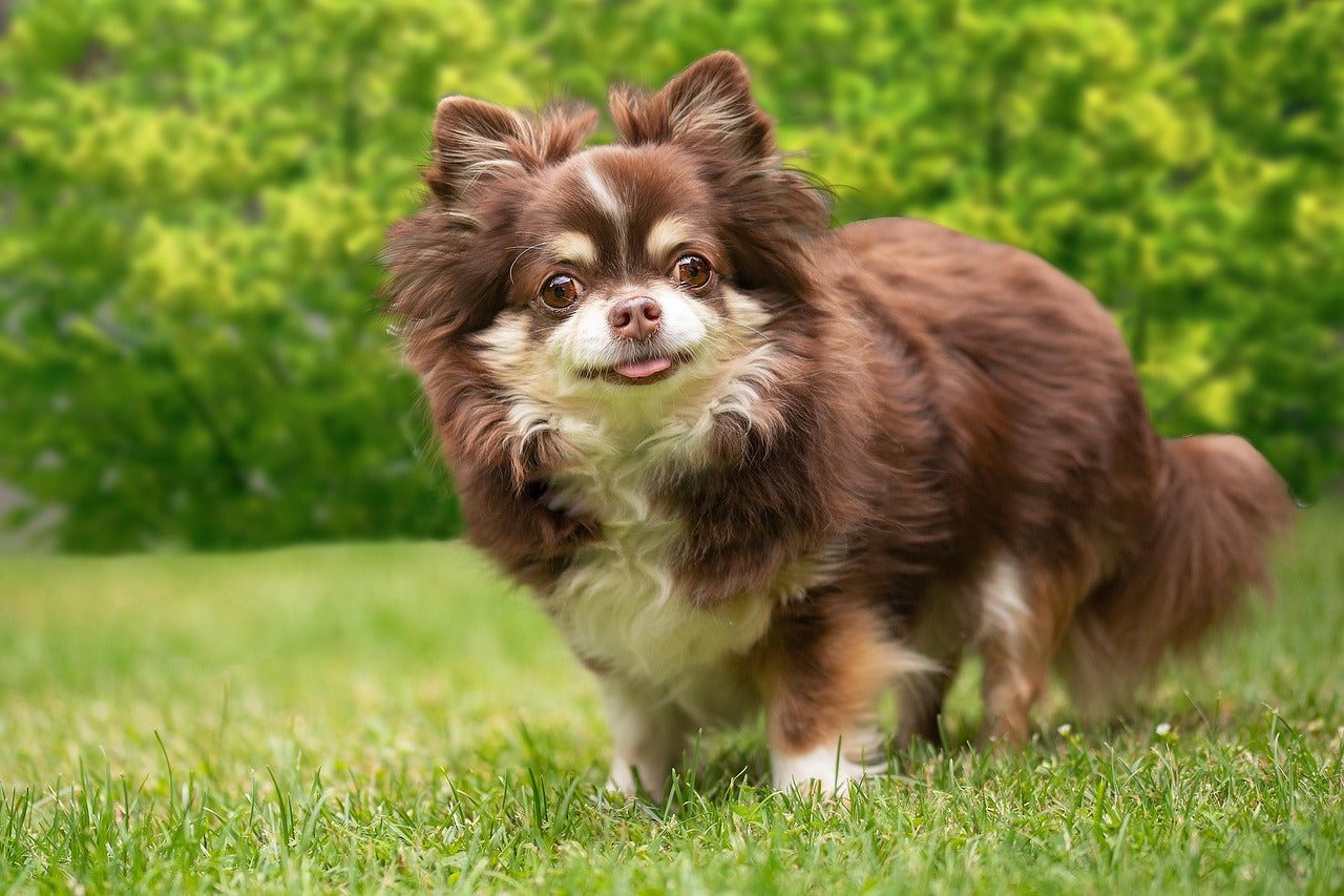 7 Signs of a UTI in Senior Dogs | When to Call the Vet