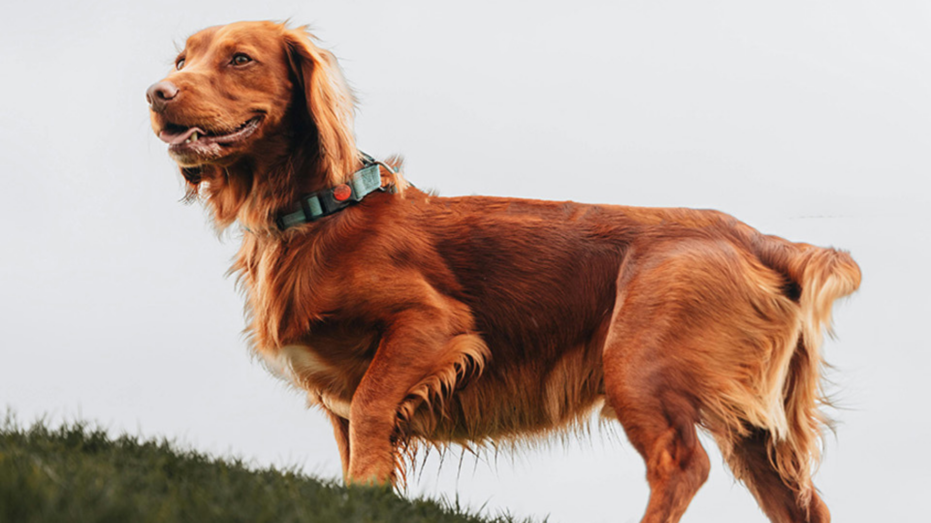 Pee Pad Skin Irritation in Dogs: Real Prevention & Care