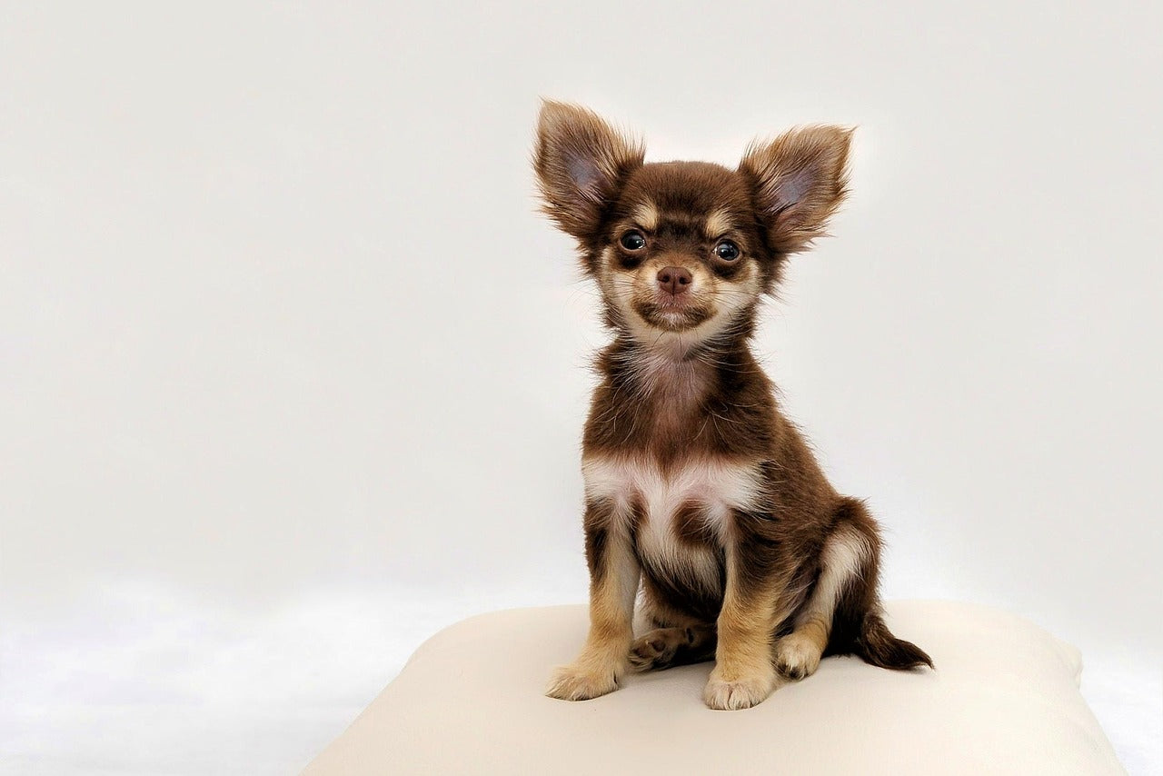 A Stress-Free Holiday with Pets: 5 Tips for a Mess-Free Celebration
