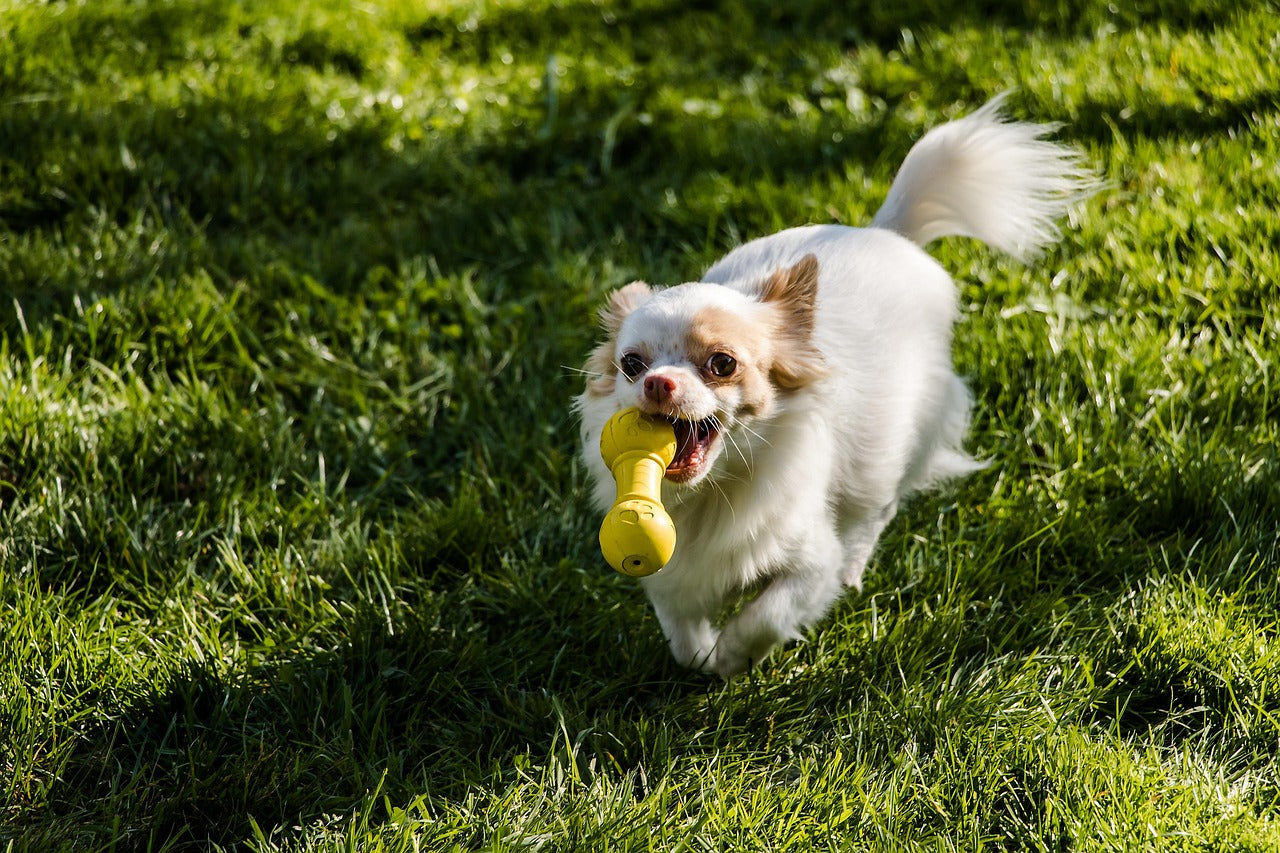 Bilious Vomiting Syndrome in Dogs: 7 Shocking Facts Owners Must Know ...