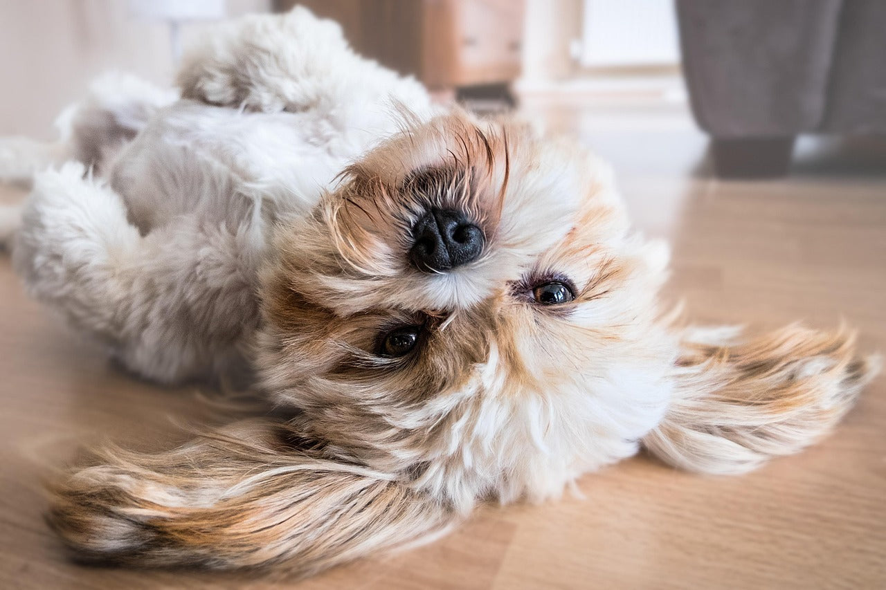 Can My Dog Wear a Wrap 24/7? Experts Advice on Safety & Hygiene