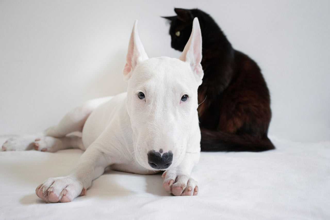 Cheap vs. Quality Male Dog Wraps: Why Saving Cents Costs You Dollars