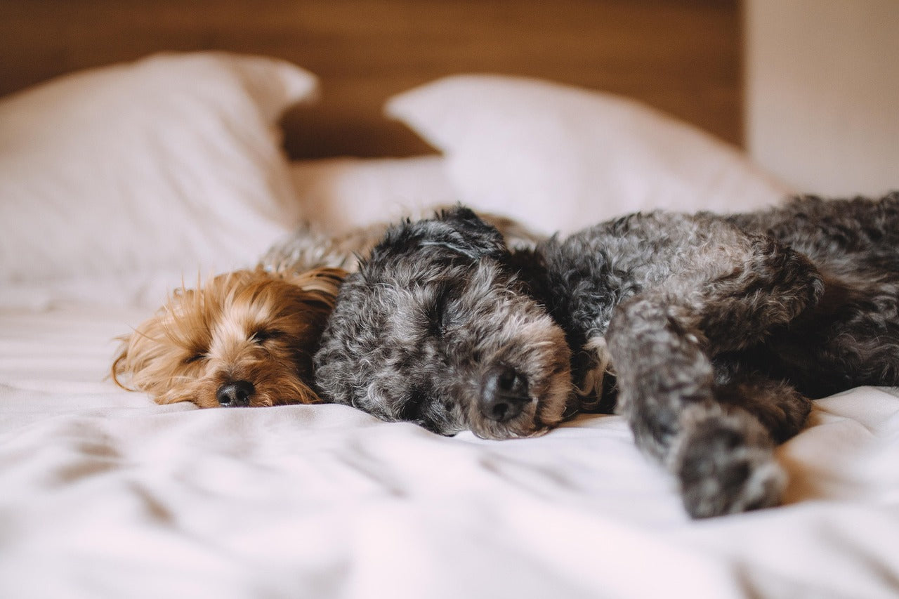 HoneyCare Sizing Guide: How to Find the Perfect Fit for Your Dog