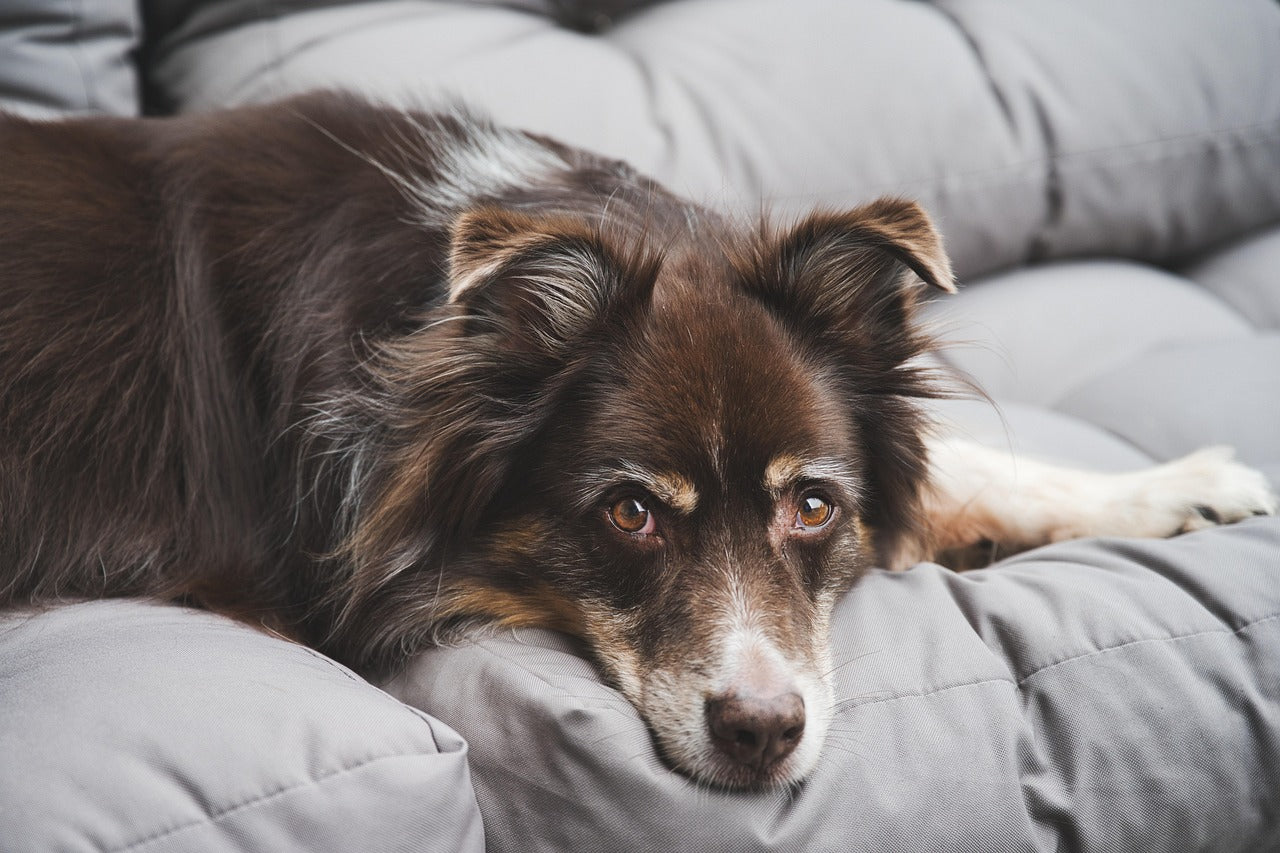 Remove Pet Urine From a Mattress: 9 Powerful & Stress-Free Steps
