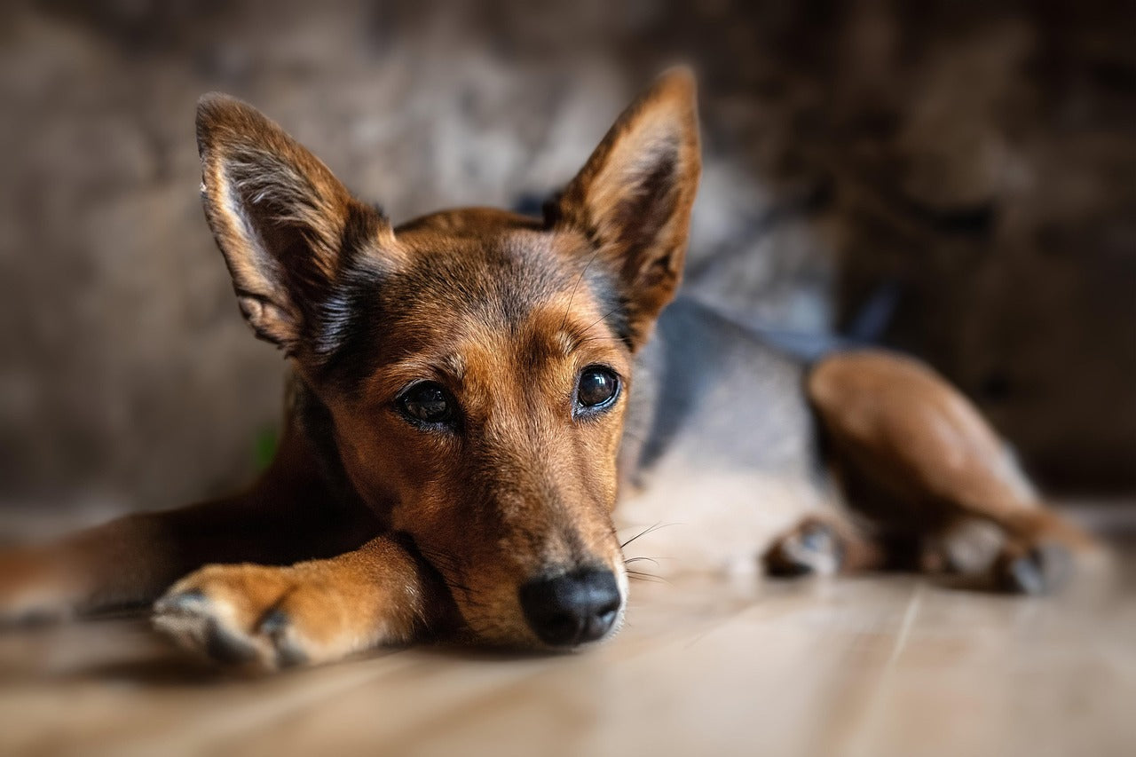From Territory to Tranquility: How to Train Your Dog to Stop Peeing Indoors