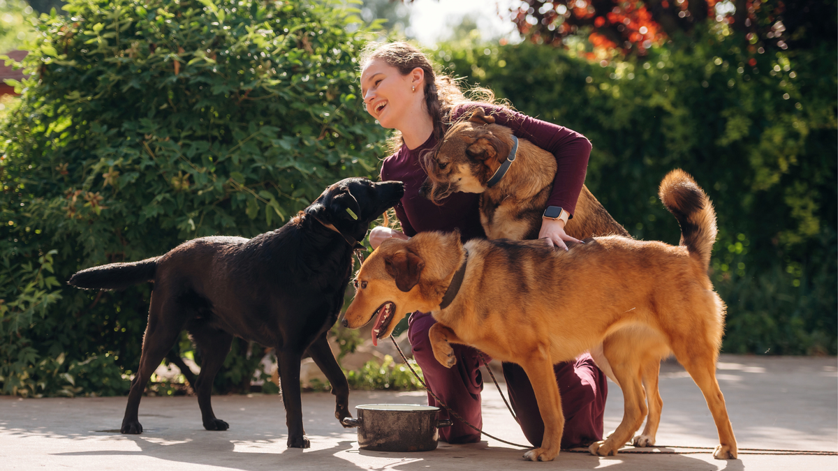 How to Choose the Right Dog Diaper Size HoneyCare Honeycare