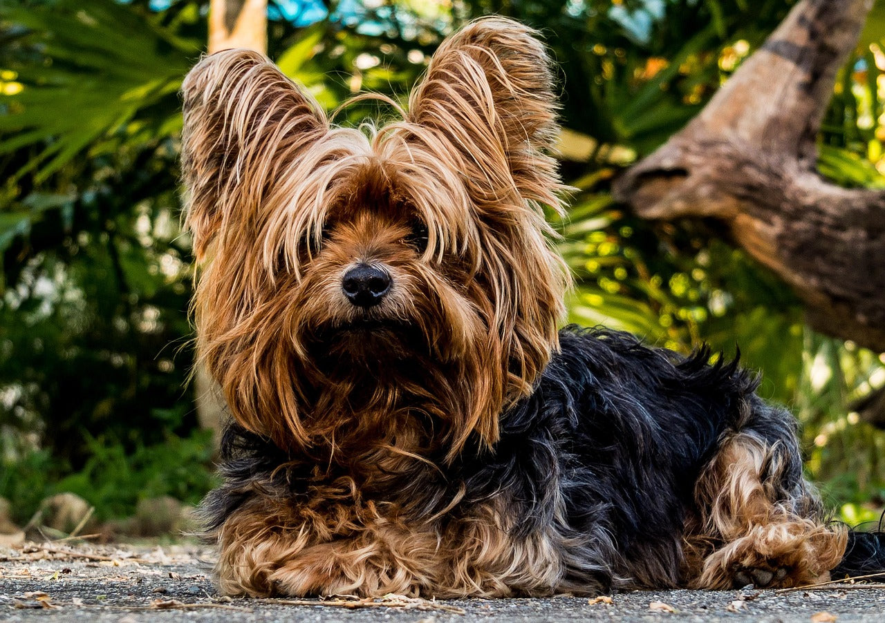 How to Clean Your Dog After Removing a Wrap: A 5-Step Hygiene Routine