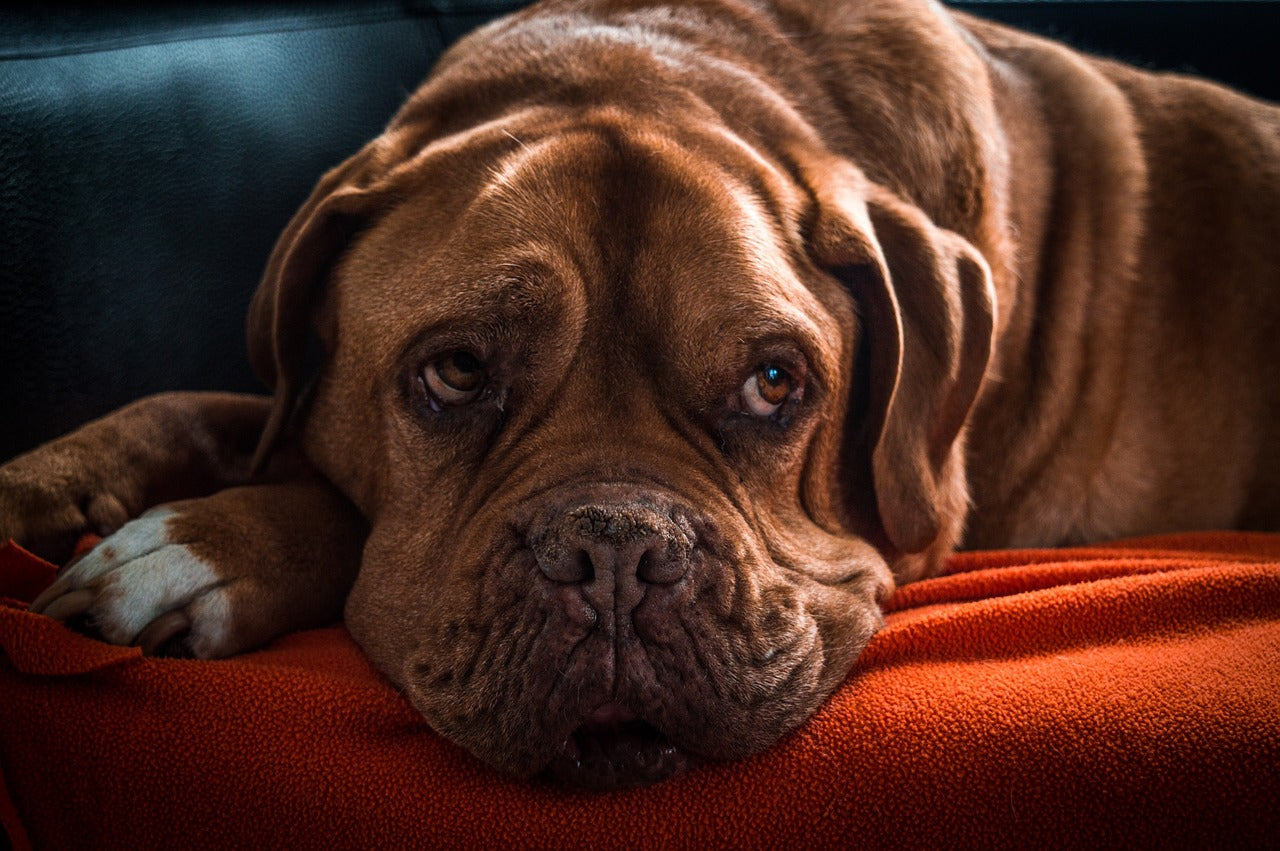 The "White Sofa" Dream: Living Mess-Free with a Male Dog