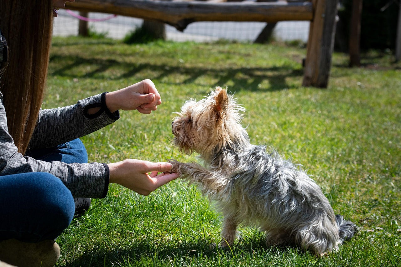 Why the Wetness Indicator is a Must-Have for Male Dog Wraps