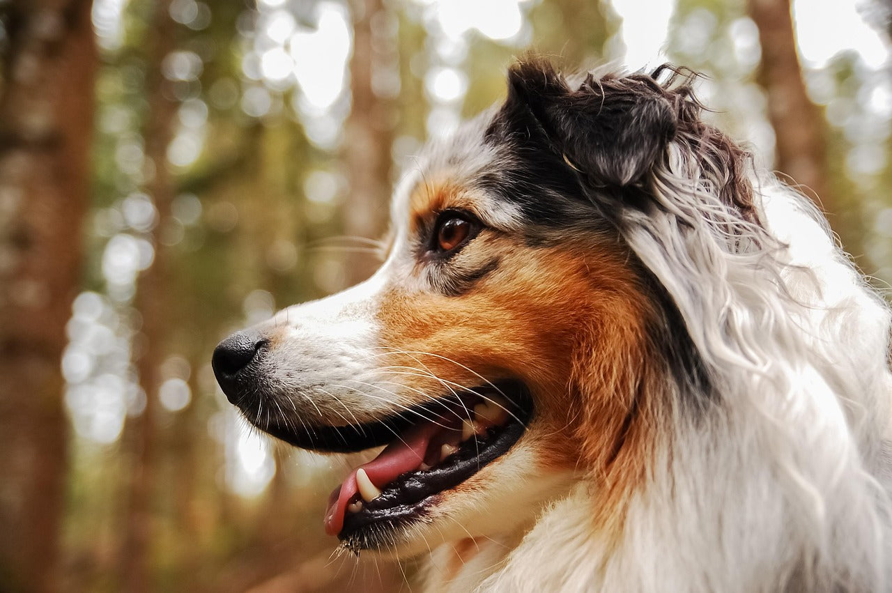 The "Teenage" Phase: Navigating Dog Marking During Puberty