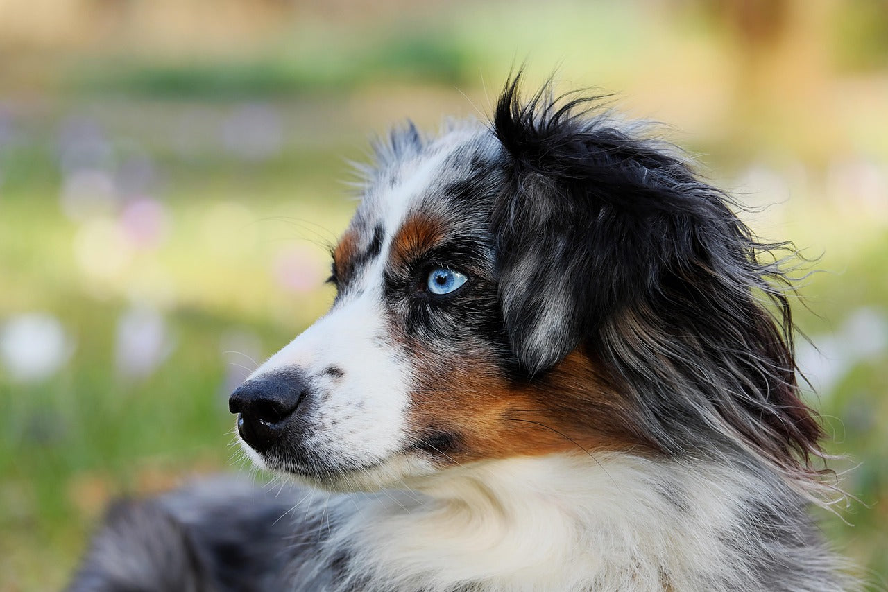 New Puppy in the House? How Male Wraps Can Save Your Potty Training Journey