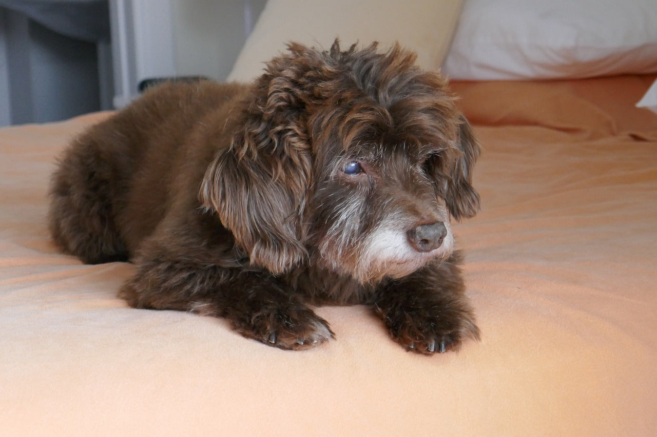 Preventing Diaper Rash in Dogs: Hygiene Tips for Male Wrap Users