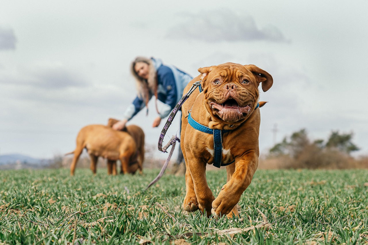 Restoring Dignity to Your Aging Best Friend: Managing Senior Incontinence
