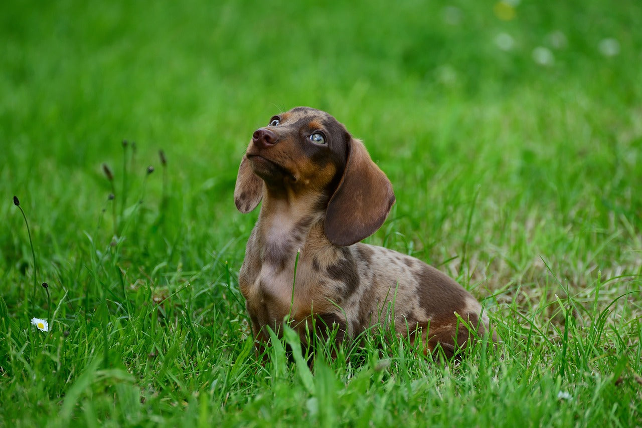 Senior Dog Incontinence Care: Restoring Dignity to the Golden Years