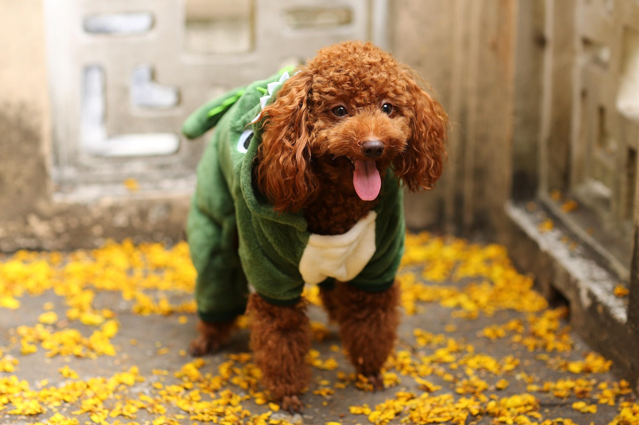 Say Goodbye to Wet Carpets: How to Protect Your Home from Dog Accidents