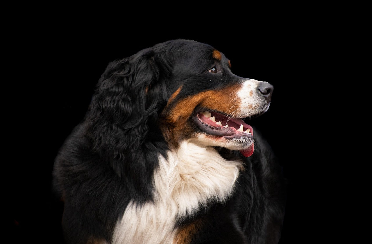 Separation Anxiety or Just a Full Bladder? Decoding Puppy Accidents