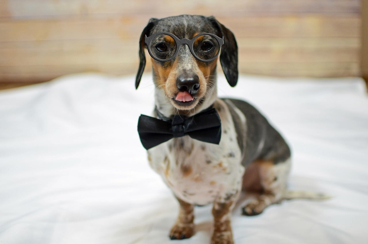 The Secret to a Smudge-Free Vacation: Traveling with Dogs in Hotels