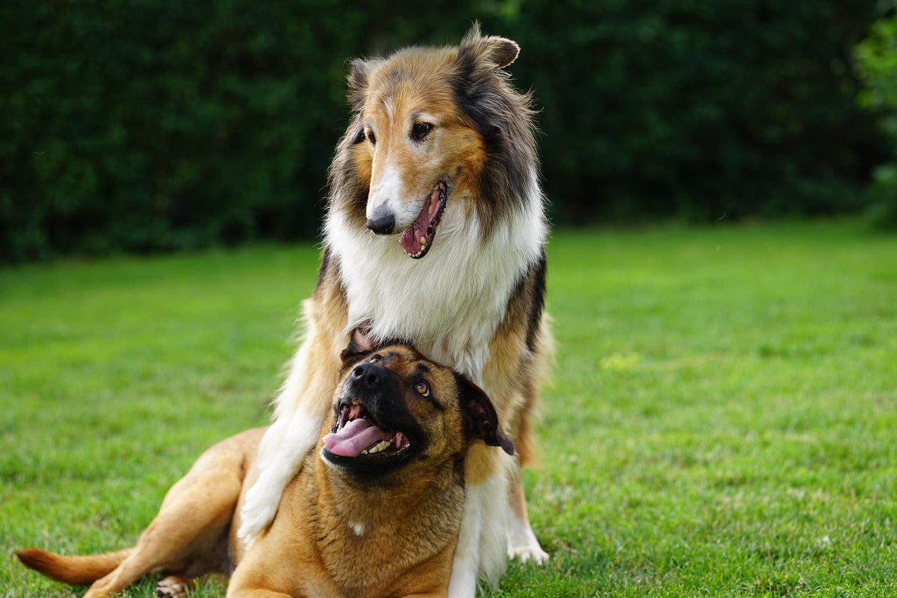 Traveling with Your Male Dog: The Secret to a Stress-Free Adventure