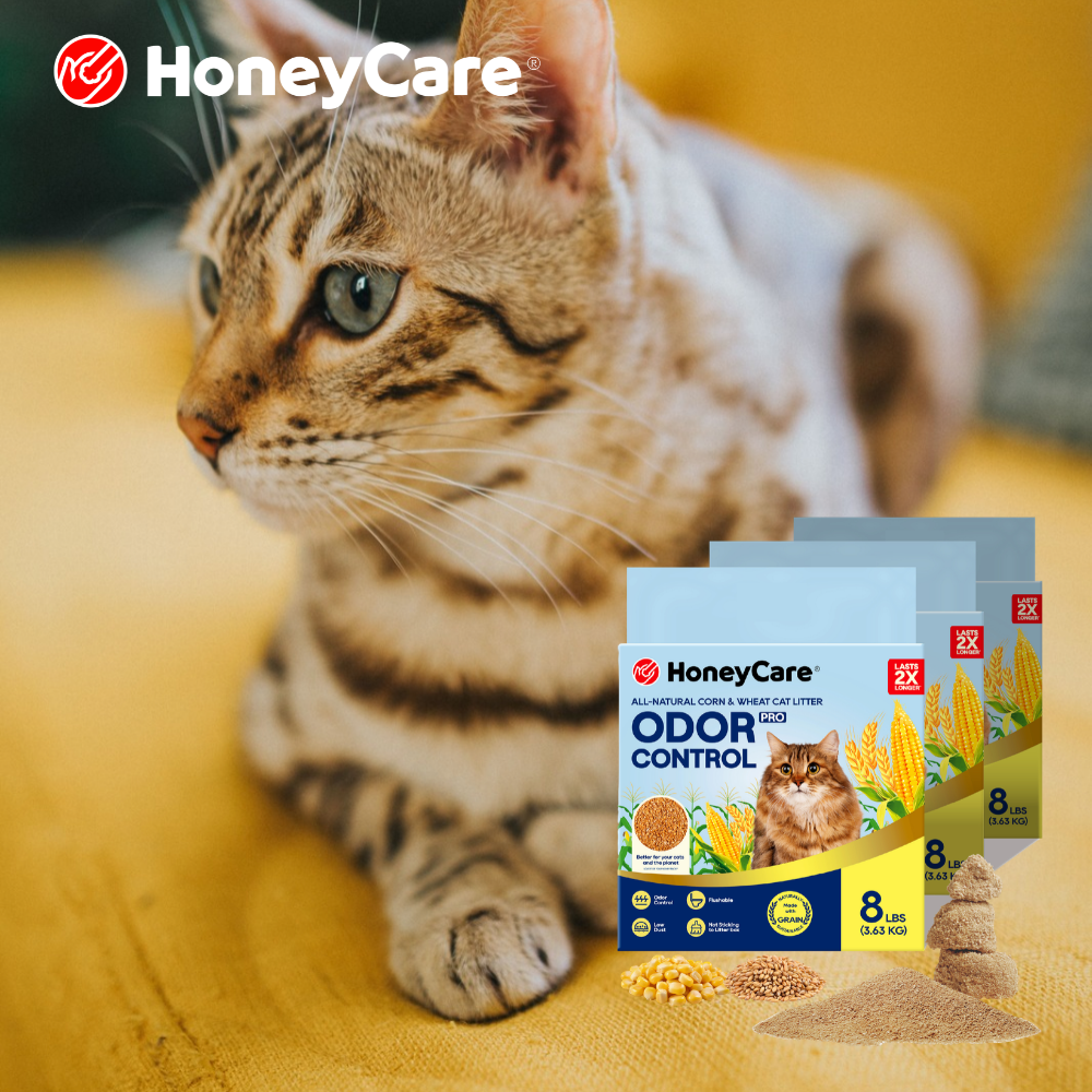 FLUTD and Feline Cystitis: What Litter Choice Can and Can't Do