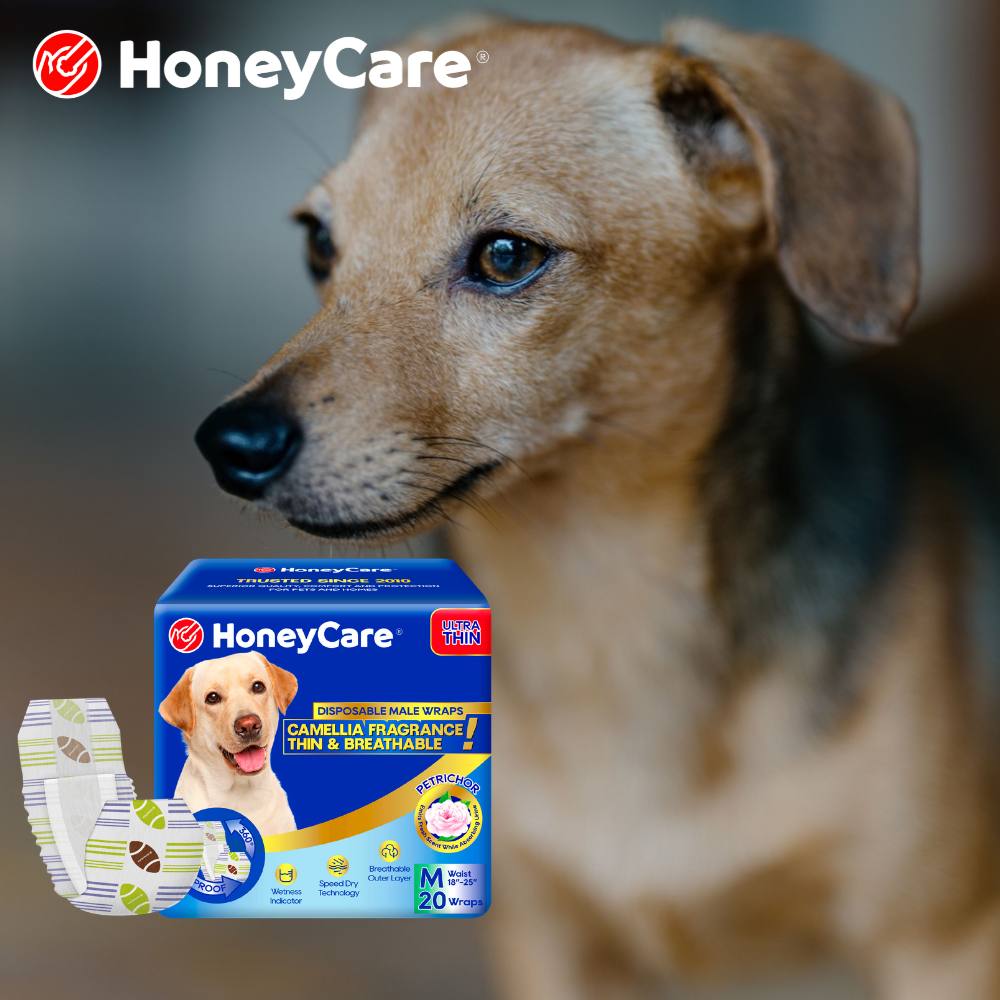 Belly Bands for Intact Males Living With a Female Dog