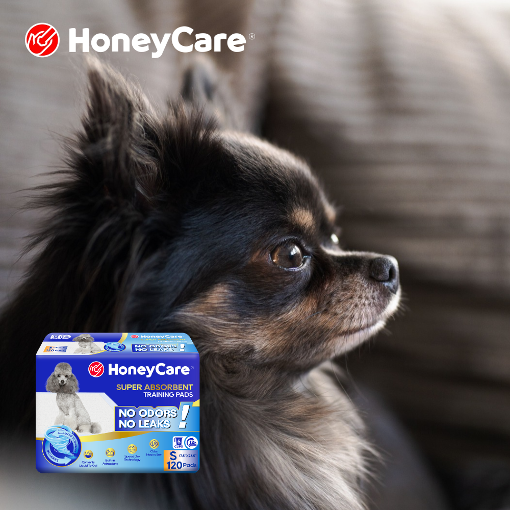 Indoor Enrichment for Dogs on Busy or Rainy Days