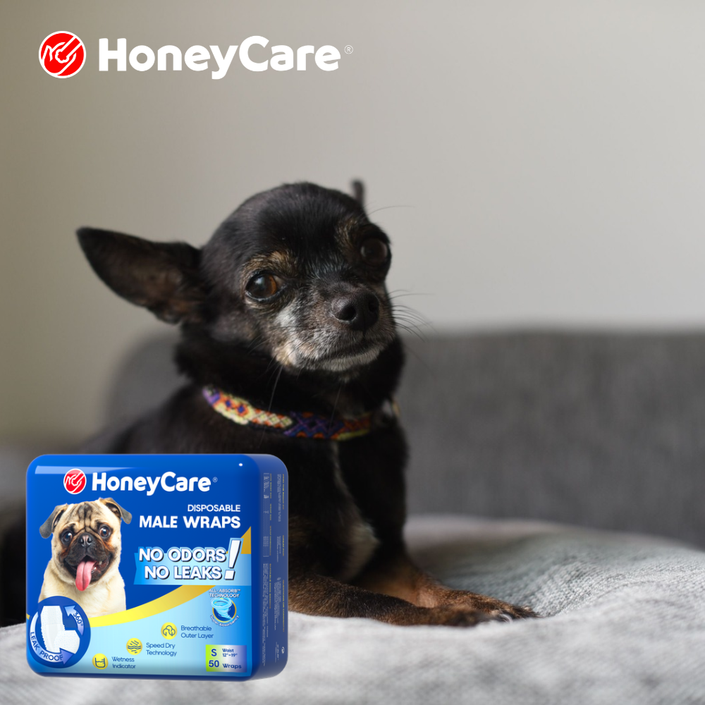 Daylight Saving Time and Your Dog's Potty Schedule