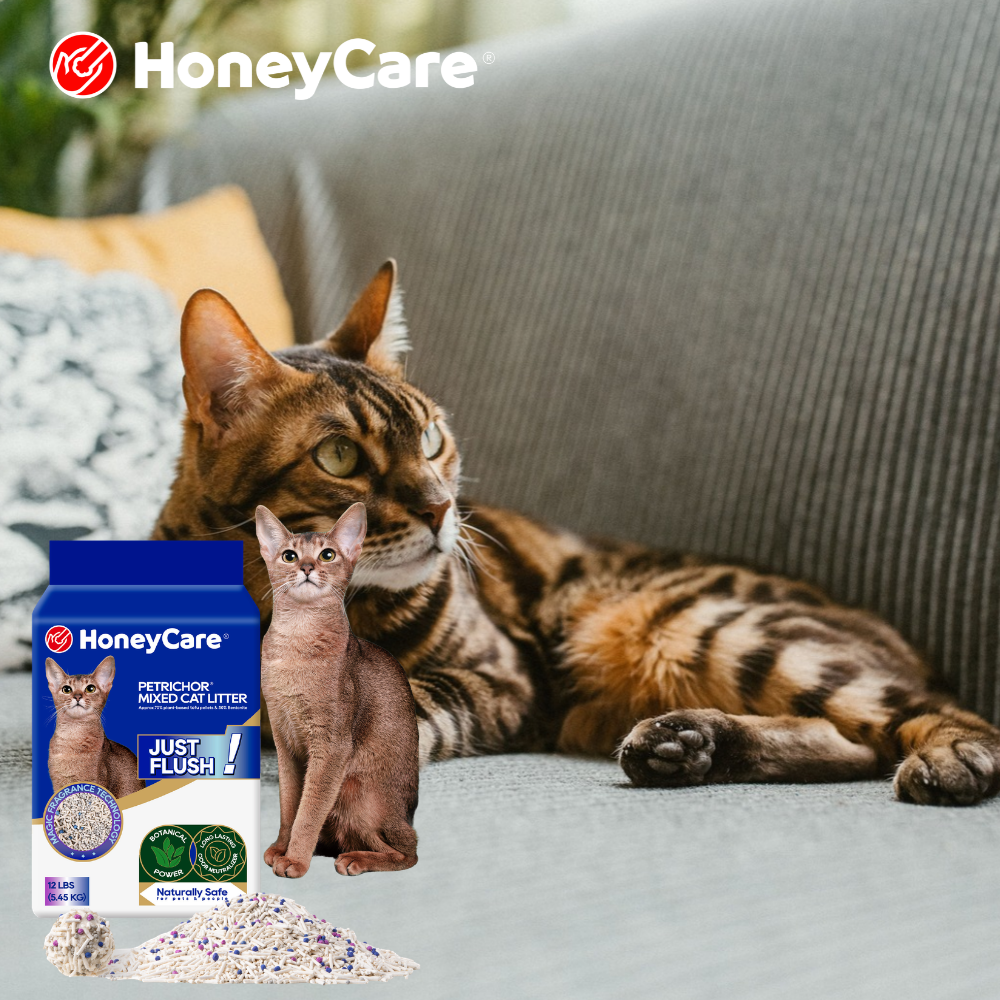 Cat Kidney Disease: Litter Box Changes as an Early Signal