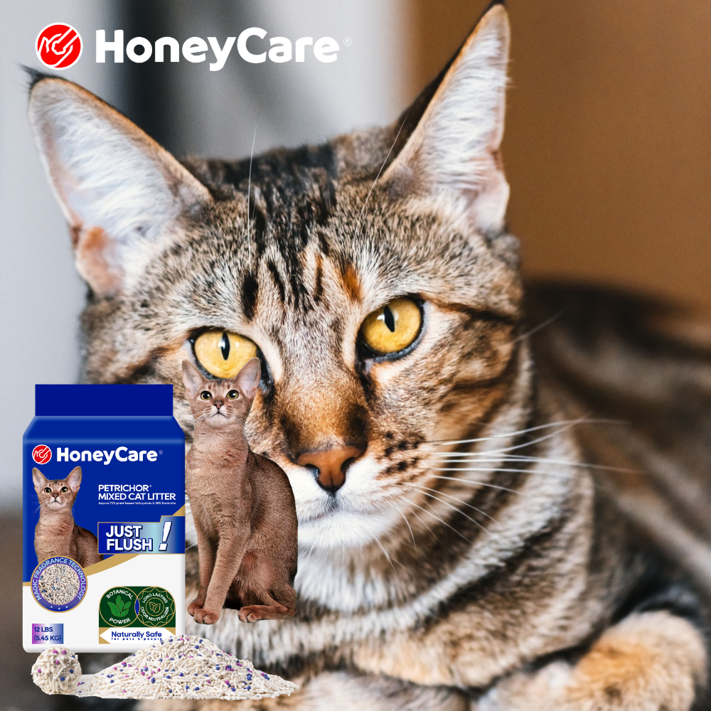 Indoor Cat Wellness: The Complete Litter, Diet, and Enrichment Guide