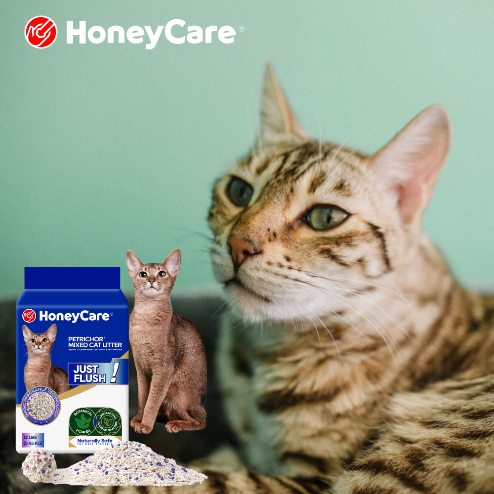 Cat Urinary Blockage: The Emergency Every Cat Parent Should Recognize