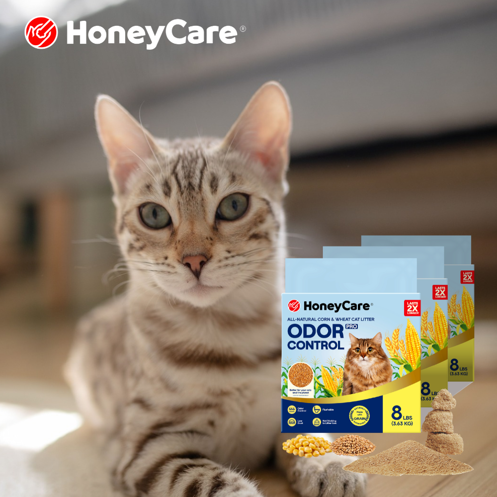 Why Your Cat Suddenly Pees on Soft Surfaces (Beds, Laundry, Sofas)