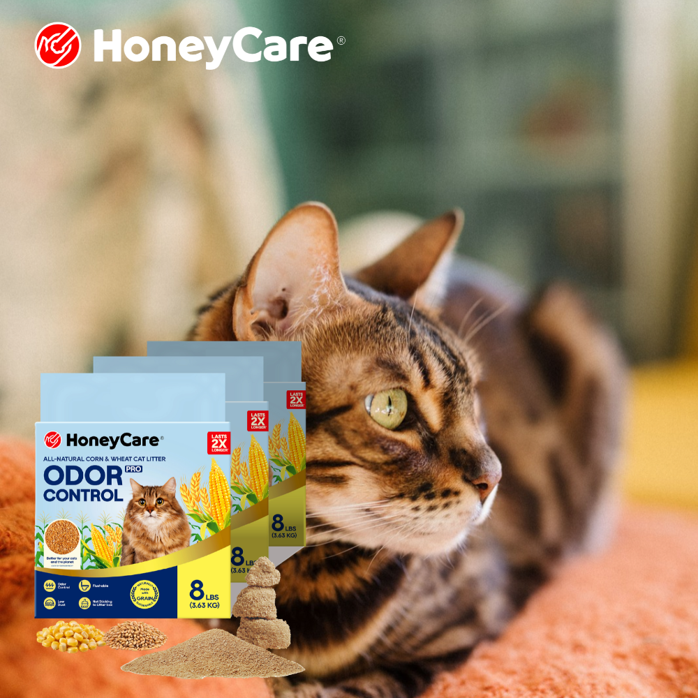 Cat Constipation: Reading the Litter Box for Warning Signs