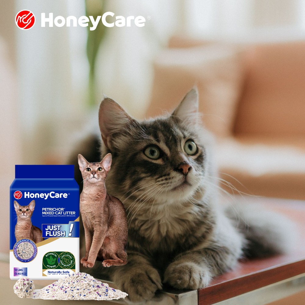 How Much Should a Cat Pee Per Day? A Normal Range Guide