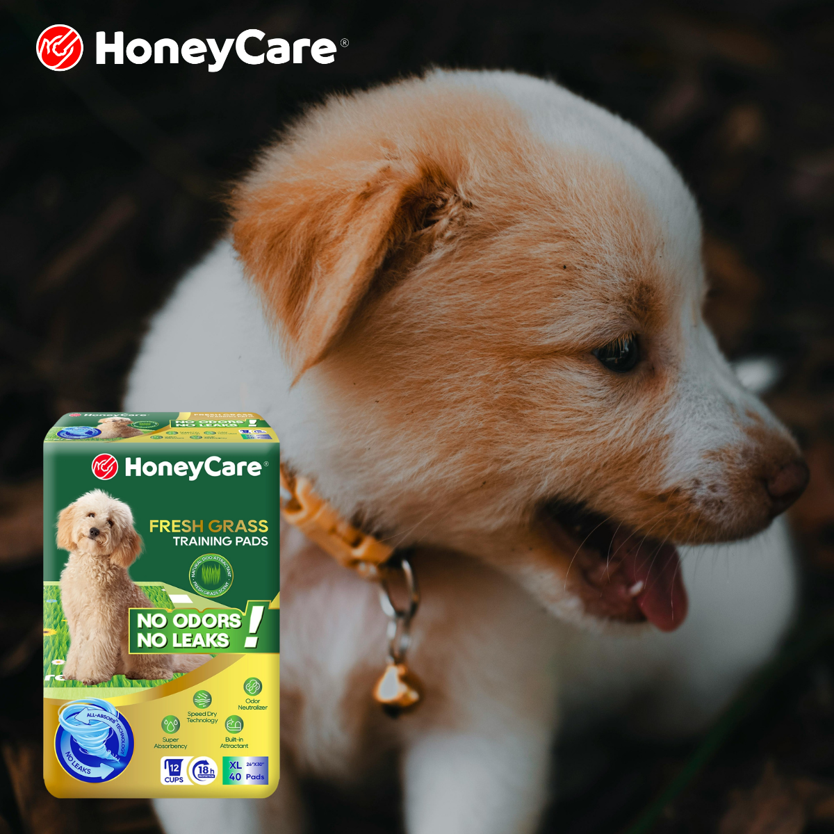 Puppy Pee Pad Training: The Ultimate Stress-Free Guide