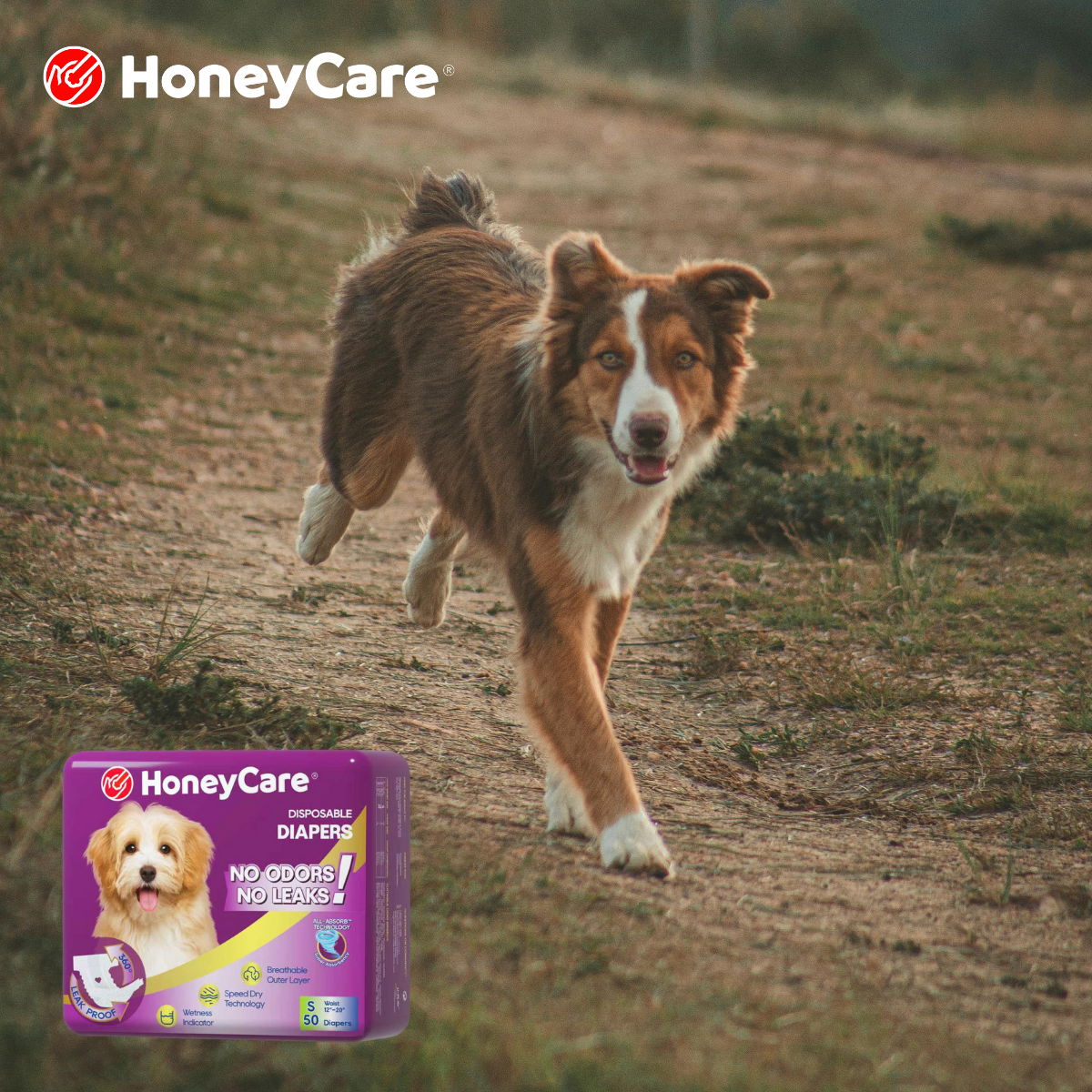 Calming Products Male Dog: 7 Powerful Fixes for Stress
