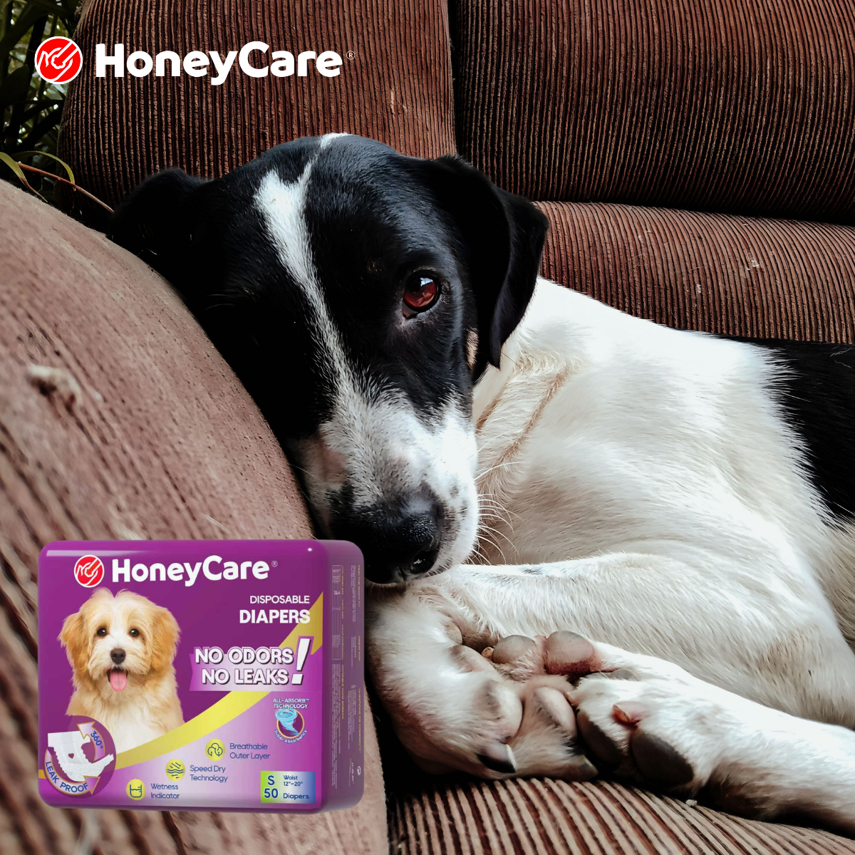 Puppy Diapers: When (and When Not) to Use Them During Potty Training