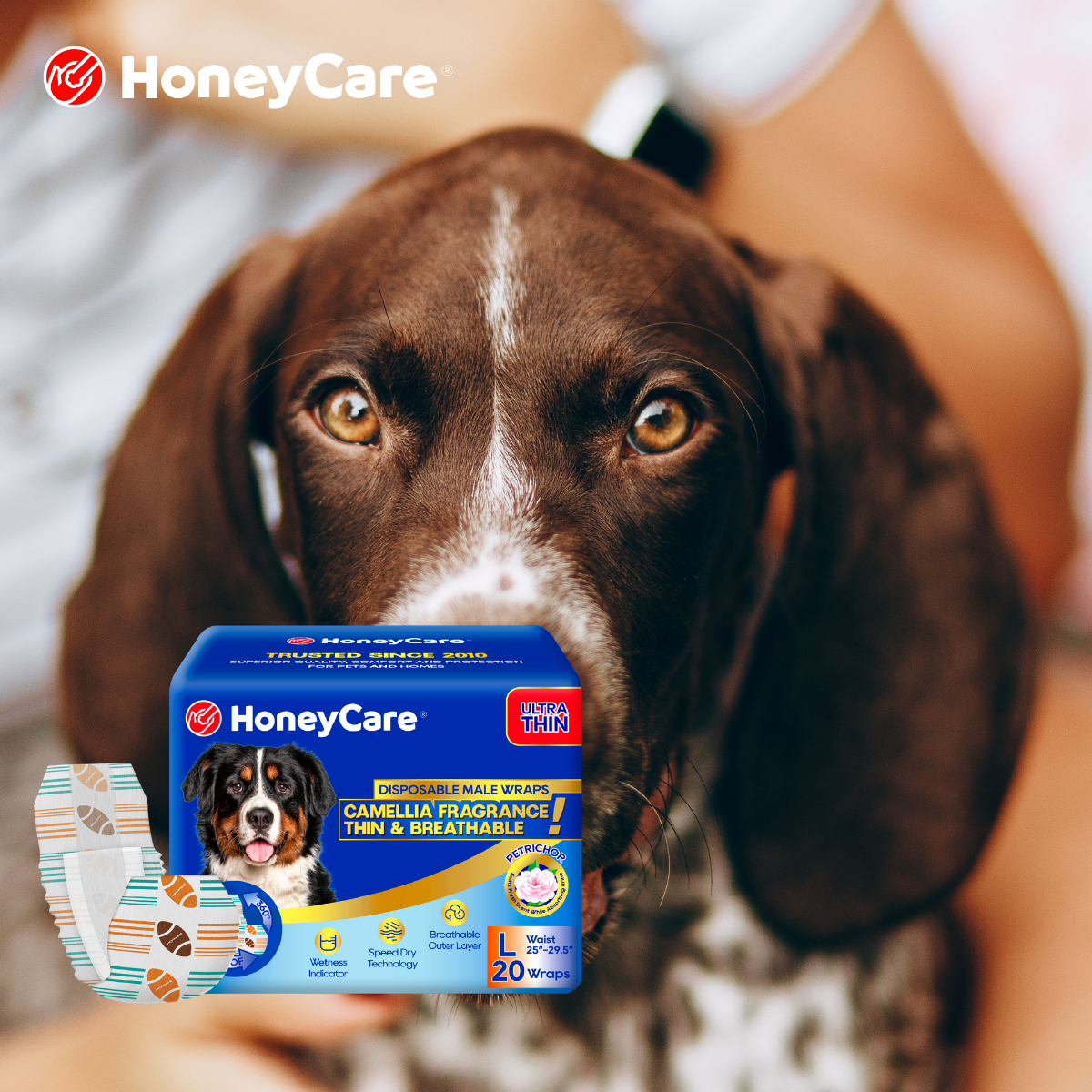 IVDD in Dachshunds: Bladder Care & Diapers